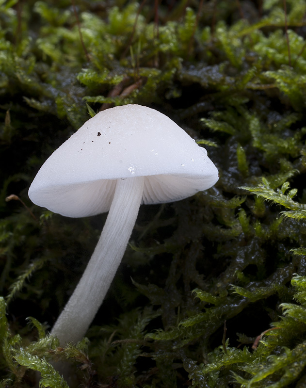 Pluteus podospileus